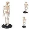 modelo-de-esqueleto-45-cm