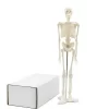 modelo-de-esqueleto-45-cm