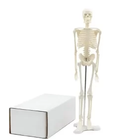 modelo-de-esqueleto-45-cm