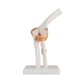 modelo-anatomico-de-articulacion-de-codo