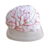 modelo-anatomico-de-cerebro-humano-en-8-partes