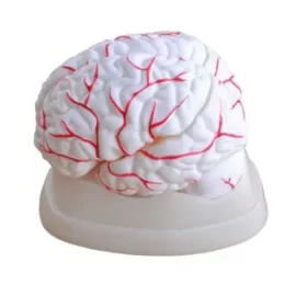 modelo-anatomico-de-cerebro-humano-en-8-partes