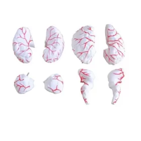 modelo-anatomico-de-cerebro-humano-en-8-partes