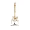 modelo-de-columna-vertebral-flexible