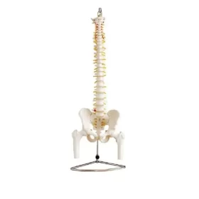 modelo-de-columna-vertebral-flexible
