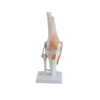 modelo-anatomico-de-articulacion-de-la-rodilla