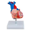 MODELO DE CORAZÓN EN TAMAÑO NATURAL
