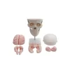 modelo-anatomico-de-craneo-humano-con-cerebro