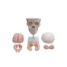 modelo-anatomico-de-craneo-humano-con-cerebro