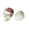 modelo-anatomico-de-craneo-humano-con-cerebro