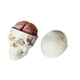 modelo-anatomico-de-craneo-humano-con-cerebro