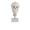 modelo-de-craneo-humano-con-cervical
