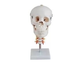 modelo-de-craneo-humano-con-cervical