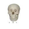 modelo-anatomico-craneo-humano