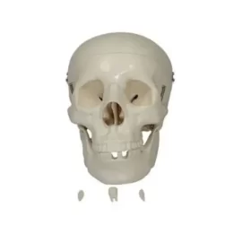 modelo-anatomico-craneo-humano
