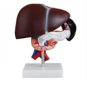 modelo-anatomico-de-higado-pancreas-y-duodeno