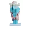 modelo-anatomico-de-laringe