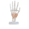 modelo-anatomico-de-mano-humana-con-ligamentos