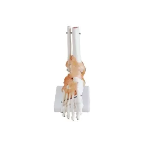 modelo-anatomico-de-pie-humano-con-ligamentos