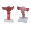 modelo-anatomico-de-utero-humano