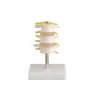 modelo-de-vertebras-lumbares