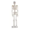 modelo-de-esqueleto-humano-85-cm