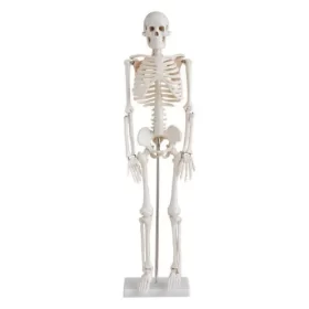 modelo-de-esqueleto-humano-85-cm