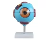 modelo-de-ojo-humano-gigante