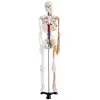 modelo-esqueleto-sistema-circulatorio-de-85-cm