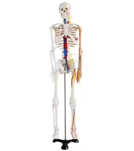 modelo-esqueleto-sistema-circulatorio-de-85-cm