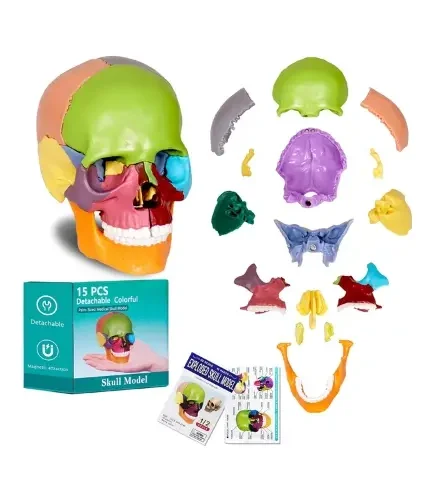 modelo-de-craneo-en-colores-15pzs(Mini)